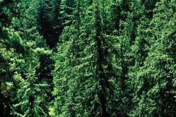 1959年出生的木命人:人生旅途中的智慧与成长 1959年出生的木命人:人生旅途中的智慧与成长