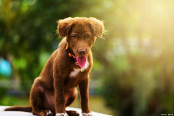 属狗人的命运解析:1983年出生的你注定与众不同! 属狗人的命运解析:1983年出生的你注定与众不同!