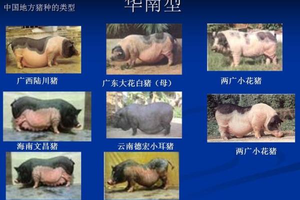 解析双鸡双猪命格，揭示命理中的独特魅力与人生轨迹