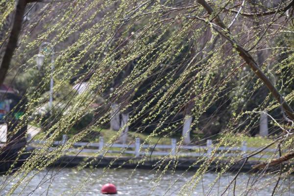 青柳之命:微风拂柳的命运旅程与内心探索 青柳之命:微风拂柳的命运旅程与内心探索