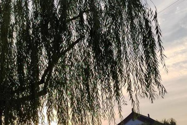 青柳之命:微风拂柳的命运旅程与内心探索 青柳之命:微风拂柳的命运旅程与内心探索