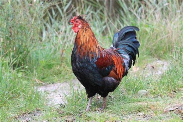 2026年属什么生肖?揭开命理的神秘面纱! 2026年属什么生肖?揭开命理的神秘面纱!