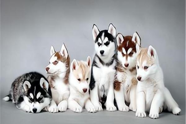 1975年属狗的人:他们的命运与性格解析 1975年属狗的人:他们的命运与性格解析