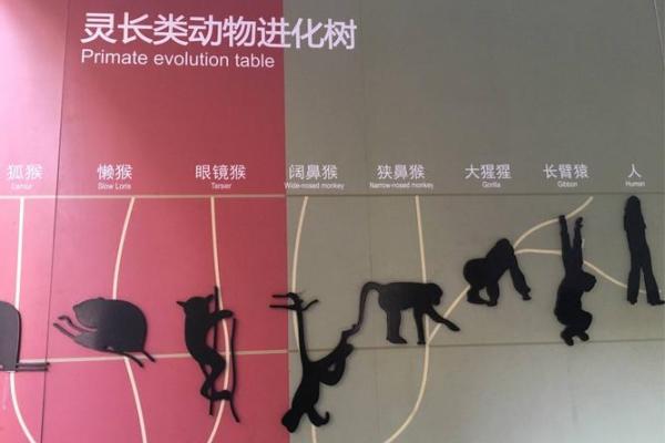 太极入命:揭示动物之灵的奥秘与寓意 太极入命:揭示动物之灵的奥秘与寓意