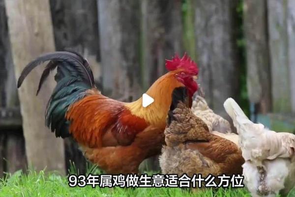 93属鸡10月出生的命运解析:如何趋吉避凶,成就自我人生! 93属鸡10月出生的命运解析:如何趋吉避凶,成就自我人生!