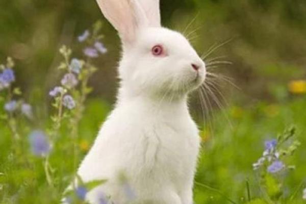 17兔宝宝的命理解析:你了解它的运势与性格吗? 17兔宝宝的命理解析:你了解它的运势与性格吗?