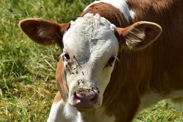 2021牛宝宝的命运与性格解析,了解属牛人的独特魅力与人生道路 2021牛宝宝的命运与性格解析,了解属牛人的独特魅力与人生道路