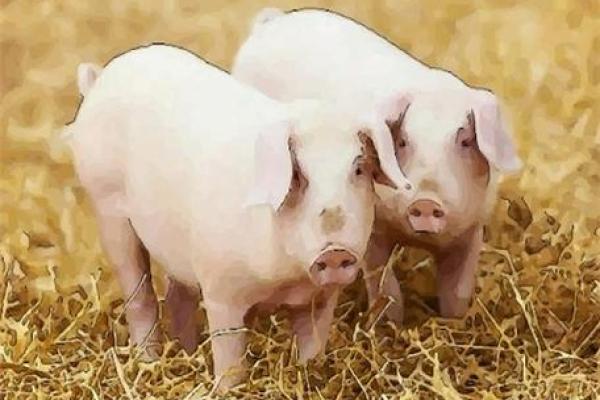 2007年出生的猪:探索金木水火命运的奥秘与启示 2007年出生的猪:探索金木水火命运的奥秘与启示