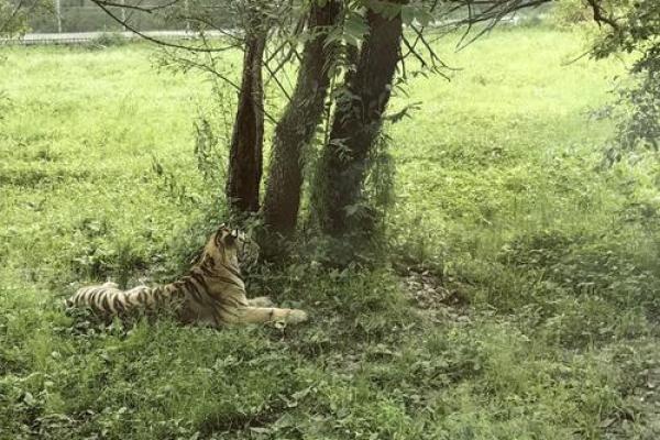 67年出生的虎,究竟是水命还是木命?探秘生肖虎的命理与性格! 67年出生的虎,究竟是水命还是木命?探秘生肖虎的命理与性格!