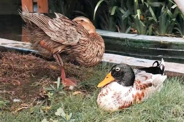 2007年属鸡的命运与吉祥,揭示财富与幸福之路! 2007年属鸡的命运与吉祥,揭示财富与幸福之路!