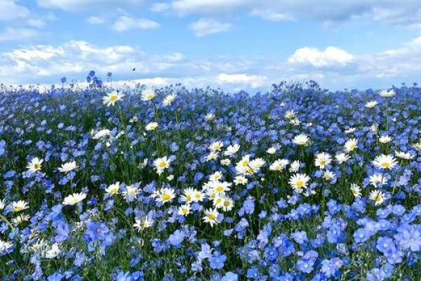 桑松木命适合的颜色:探寻生命中的色彩与和谐 桑松木命适合的颜色:探寻生命中的色彩与和谐
