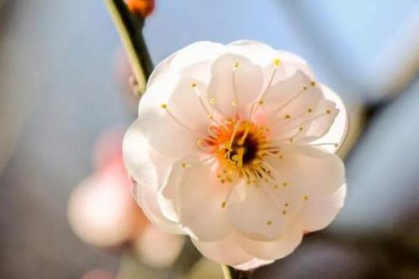 如何查找命理中的缺失:揭示生命的秘密与未来的方向 如何查找命理中的缺失:揭示生命的秘密与未来的方向