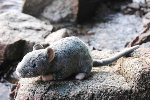 探索木命的奥秘:揭示哪种木命最具优势 探索木命的奥秘:揭示哪种木命最具优势