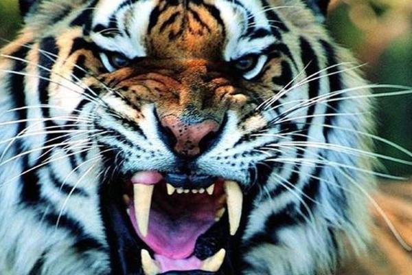 1998年属虎人的命运与性格探秘:阳光下的奋斗者与逆境中的勇士 1998年属虎人的命运与性格探秘:阳光下的奋斗者与逆境中的勇士