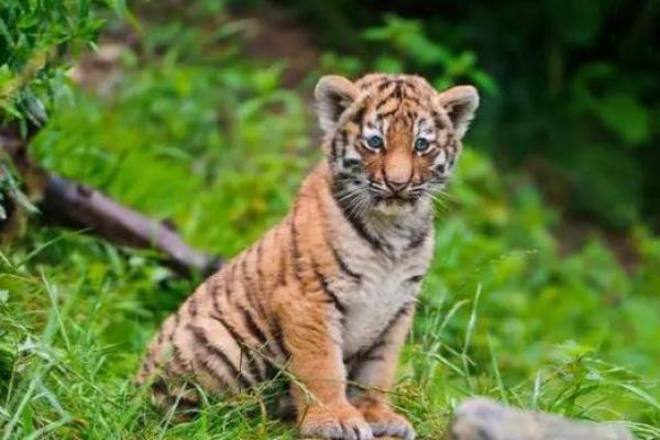 2022年虎宝宝:命运与性格密切相关,如何助力成长? 2022年虎宝宝:命运与性格密切相关,如何助力成长?