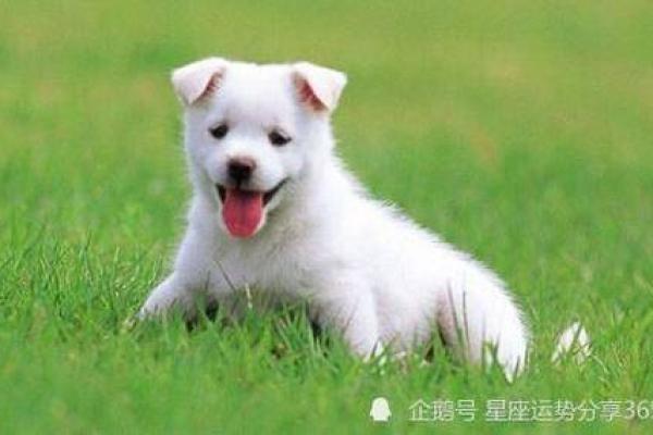 属狗人29岁命运解析:好运的钥匙与人生选择 属狗人29岁命运解析:好运的钥匙与人生选择