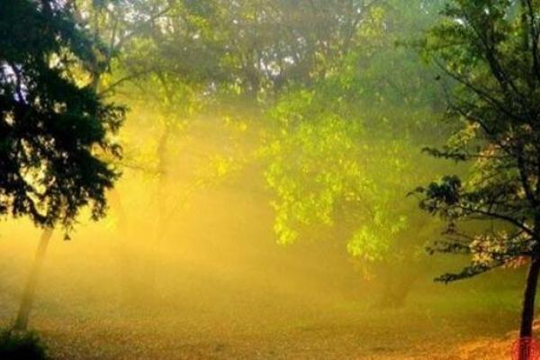 桑树木命佩戴首饰的风水与美学探讨 桑树木命佩戴首饰的风水与美学探讨