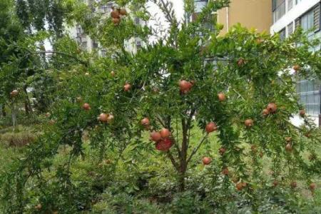 如何根据石榴命购买适合的楼层：提升运势的小秘密