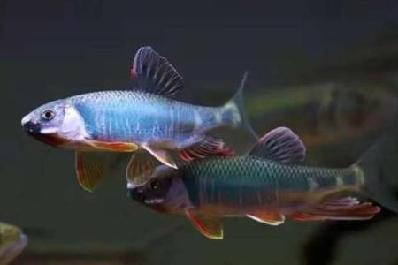 水命之人养鱼：养鱼的智慧与风水秘密探讨