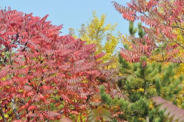 丙戌日出生者的命运解析：火焰般的热情与坚韧不拔的品质