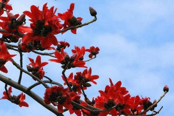 丙戌日出生者的命运解析：火焰般的热情与坚韧不拔的品质