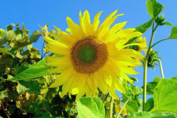 属什么命种什么花好?探索与运势的美丽结合 属什么命种什么花好?探索与运势的美丽结合