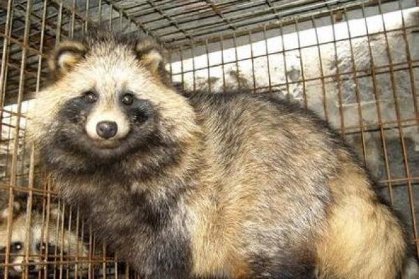 沙中土命人如何选择适合的养殖种类与技巧 沙中土命人如何选择适合的养殖种类与技巧