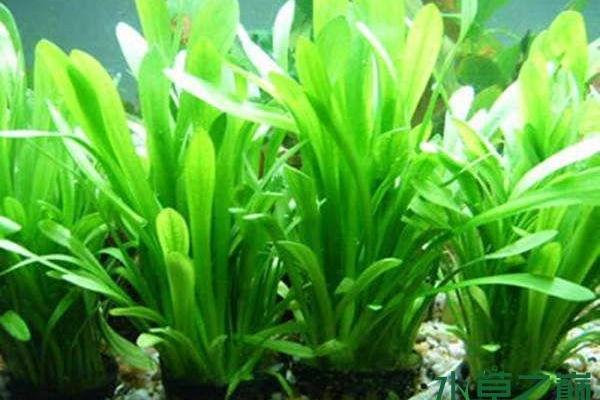 沙中土命人如何选择适合的养殖种类与技巧 沙中土命人如何选择适合的养殖种类与技巧