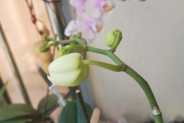 根据命格选择合适的花草,助你幸运绽放! 根据命格选择合适的花草,助你幸运绽放!