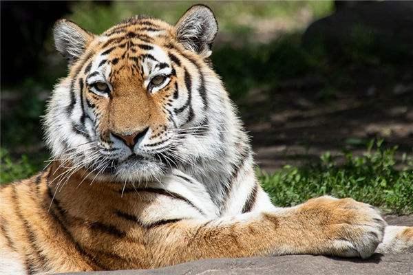 解密生肖:哪个动物的命最长?探寻长寿之道! 解密生肖:哪个动物的命最长?探寻长寿之道!