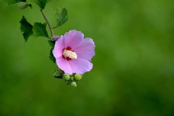 丙寅年出生的人,哪些属相助其财运亨通? 丙寅年出生的人,哪些属相助其财运亨通?