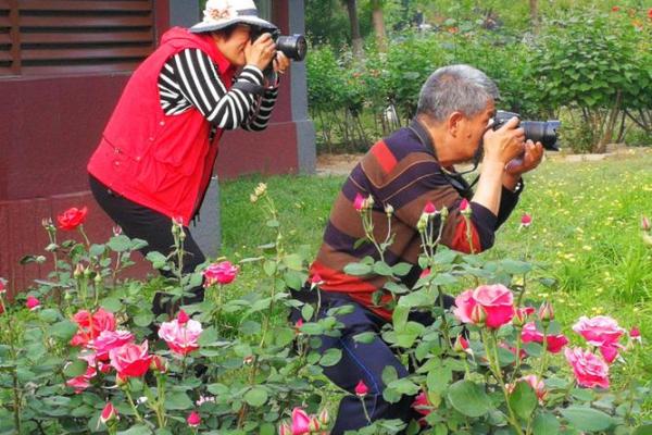蝴蝶采花命格:绽放人生的美丽秘诀与启示 蝴蝶采花命格:绽放人生的美丽秘诀与启示