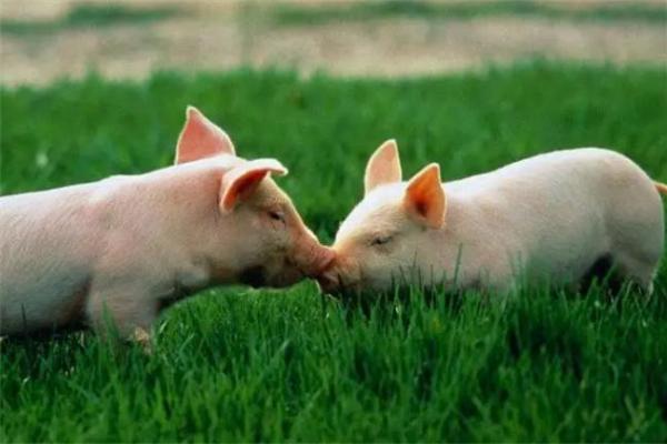 揭开1952年命年的神秘面纱:生肖与人生轨迹的交织 揭开1952年命年的神秘面纱:生肖与人生轨迹的交织