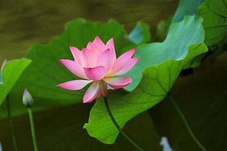 揭秘如何选择吉祥时机，杀猪必备的命理技巧与秘诀！