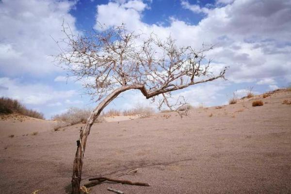 2010年:金命之年,探索生命的辉煌与挑战 2010年:金命之年,探索生命的辉煌与挑战