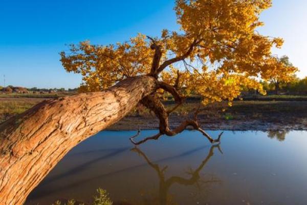 2010年:金命之年,探索生命的辉煌与挑战 2010年:金命之年,探索生命的辉煌与挑战