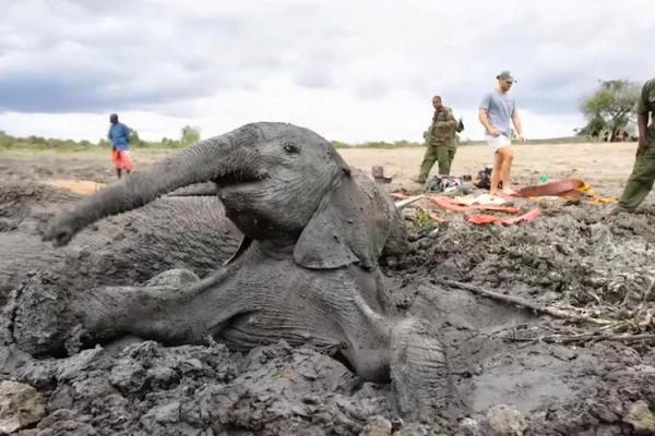大林木的忧虑:它最怕的是什么?探索自然界中的生命与挑战 大林木的忧虑:它最怕的是什么?探索自然界中的生命与挑战