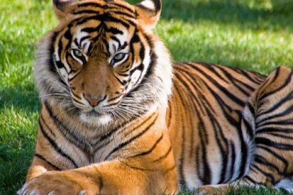 1976年出生的虎年命人:命运与性格的深度剖析 1976年出生的虎年命人:命运与性格的深度剖析