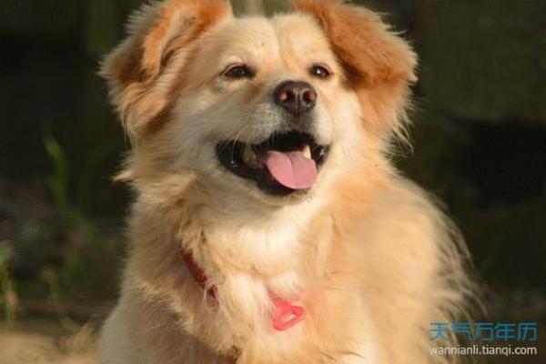 1980年出生的狗是什么命?解读属狗人的命运与运势! 1980年出生的狗是什么命?解读属狗人的命运与运势!