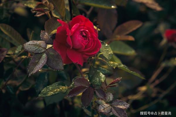 名字里加木的八字命理解析:如何运用木元素增旺运势 名字里加木的八字命理解析:如何运用木元素增旺运势