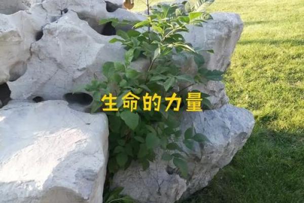 在没有女儿命的家庭中,何以珍惜生命的意义与价值? 在没有女儿命的家庭中,何以珍惜生命的意义与价值?