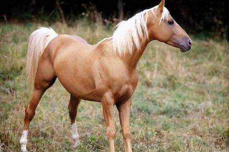 马年出生人士的命运解析：乐观进取，机遇与挑战并存