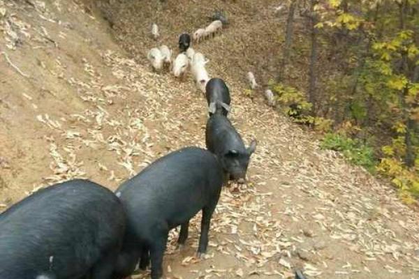 土猪命的人适合从事哪些职业?探索最匹配的工作选择! 土猪命的人适合从事哪些职业?探索最匹配的工作选择!