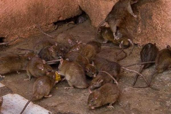 二零二零年老鼠年:运势解析与生活哲学的探索 二零二零年老鼠年:运势解析与生活哲学的探索