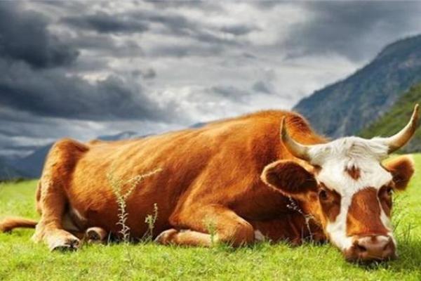 解密牛1986:属牛的命运与人生哲学探讨 解密牛1986:属牛的命运与人生哲学探讨