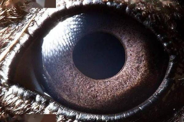 反耳朵男命的神秘解析:命运与个性之间的奇妙联系 反耳朵男命的神秘解析:命运与个性之间的奇妙联系