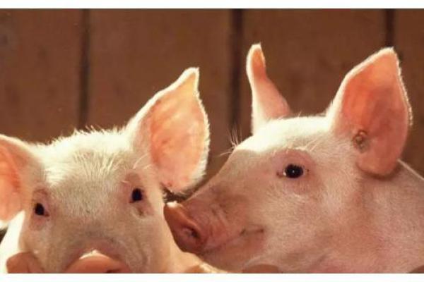 属猪的人命格解析:优雅与智慧的结合,如何充分发挥你的潜能? 属猪的人命格解析:优雅与智慧的结合,如何充分发挥你的潜能?