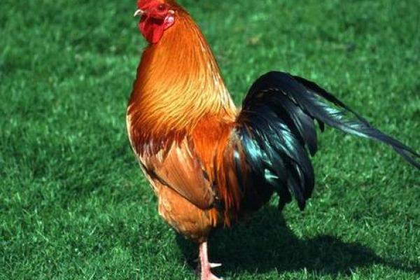 1966年出生的男马会有哪些命运和性格特征? 1966年出生的男马会有哪些命运和性格特征?