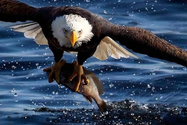 丙火命:生肖背后的热情与力量,探索命理的奥秘 丙火命:生肖背后的热情与力量,探索命理的奥秘