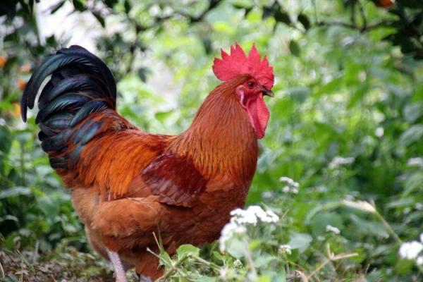 1981年属鸡的人生命理与性格分析,助你更好了解自己与未来! 1981年属鸡的人生命理与性格分析,助你更好了解自己与未来!